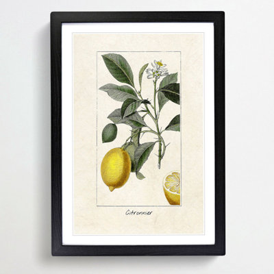 Illustration of a Lemon Tree - Picture Frame Graphic Art Print on MDF