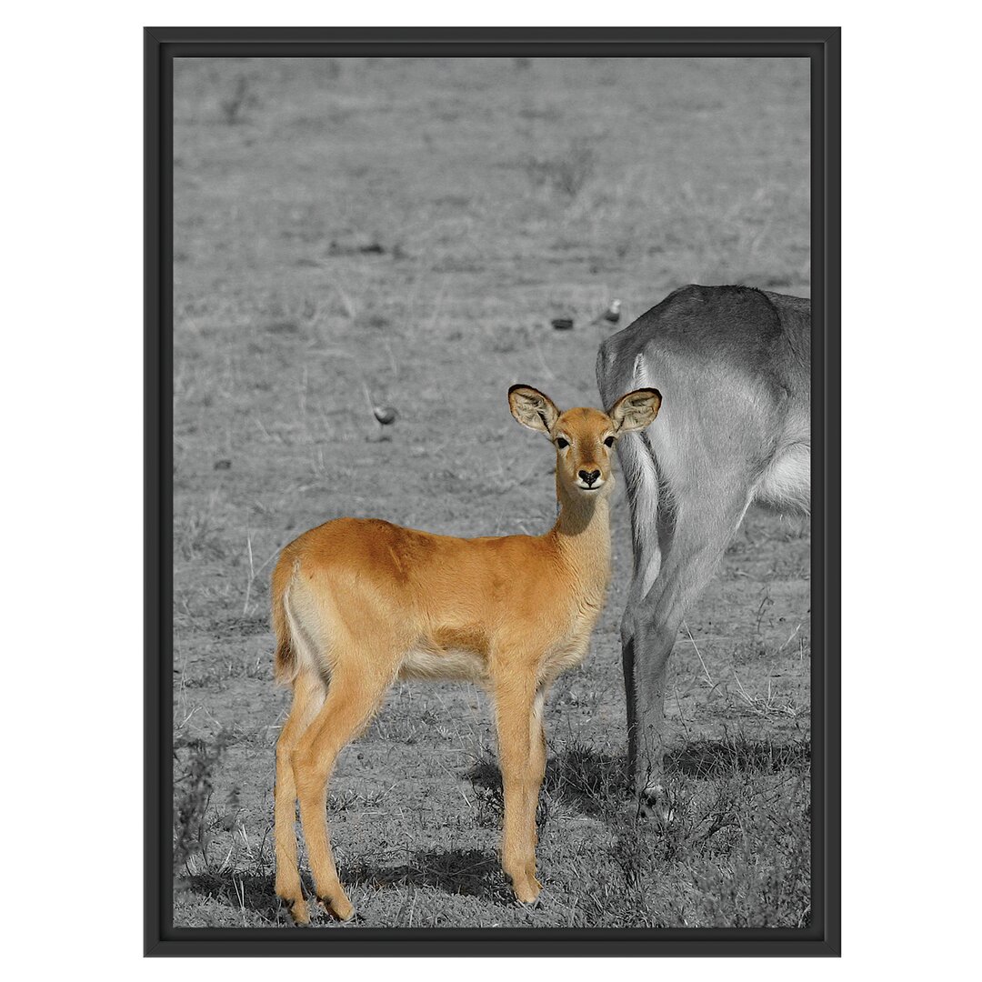 Gerahmtes Wandbild Indische Gazelle mit Jungtier