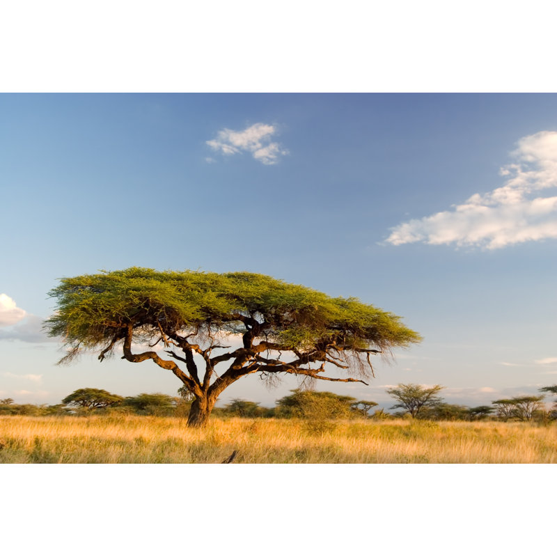 Camel-Thorn Acacia In The African Savannah - Wrapped Canvas Print, 61cm H x 91cm W x 3.8cm D