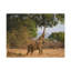 No Frame Print on Canvas-305571395