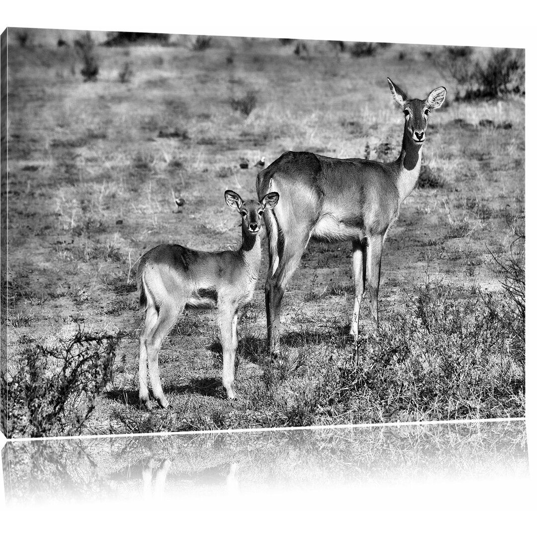 Leinwandbild Weibliche Indische Gazelle mit Jungtier in Monochrom