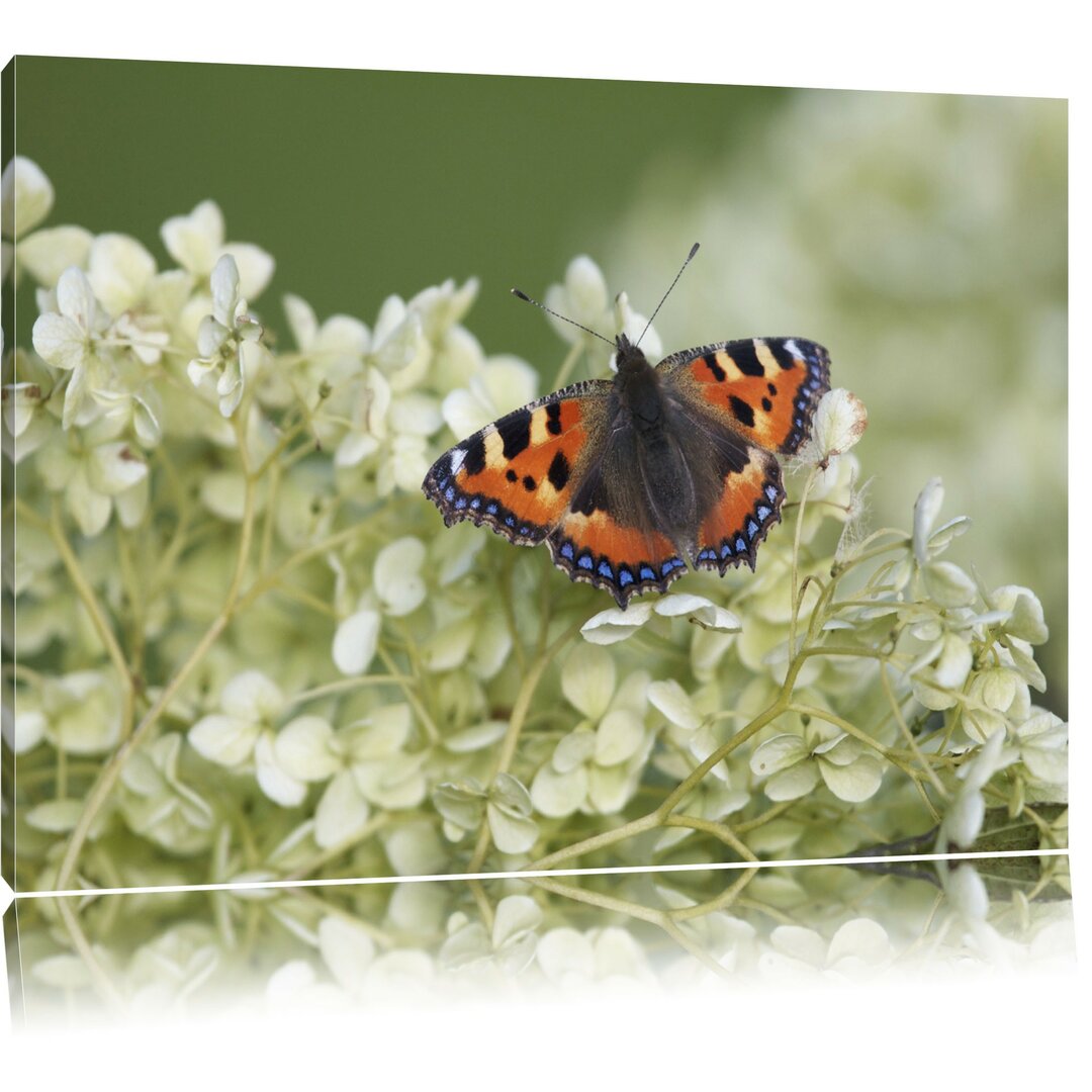 Leinwandbild Schmetterling auf weißen Blüten