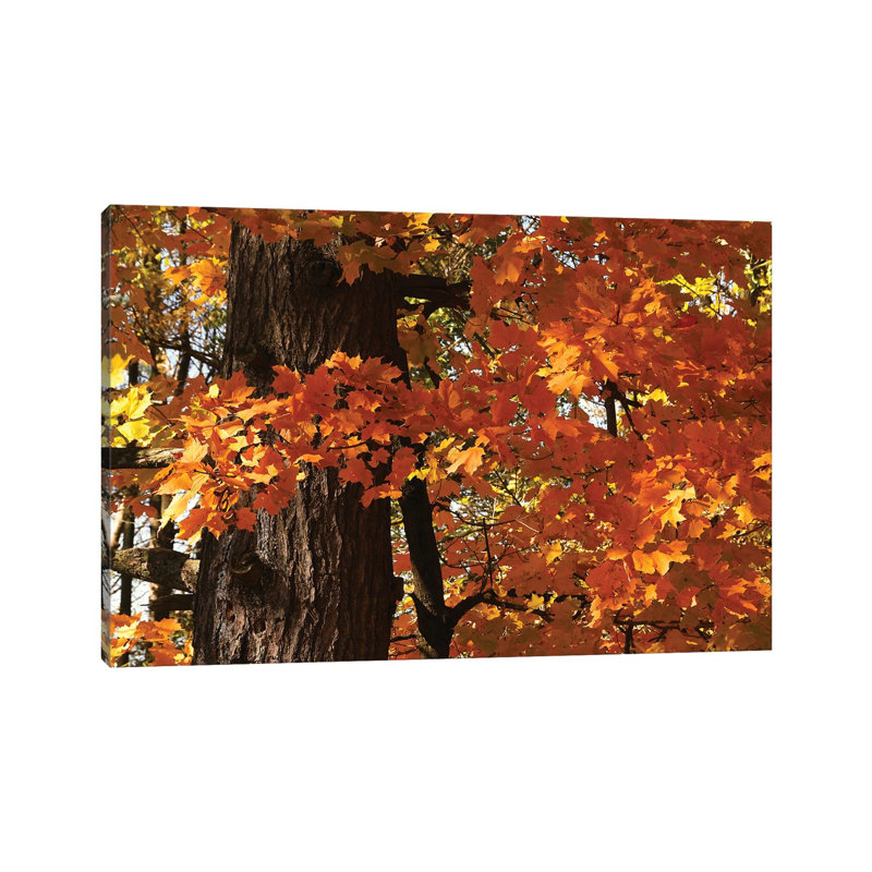 Maple Leaves by Brian Wolf - Wrapped Canvas Print, 20.32 cm H x 30.48 cm W
