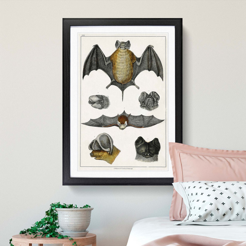 Various Bats XIII by Oliver Goldsmith - Picture Frame Painting Print, Black Framed, 36cm H x 48cm W x 2cm D