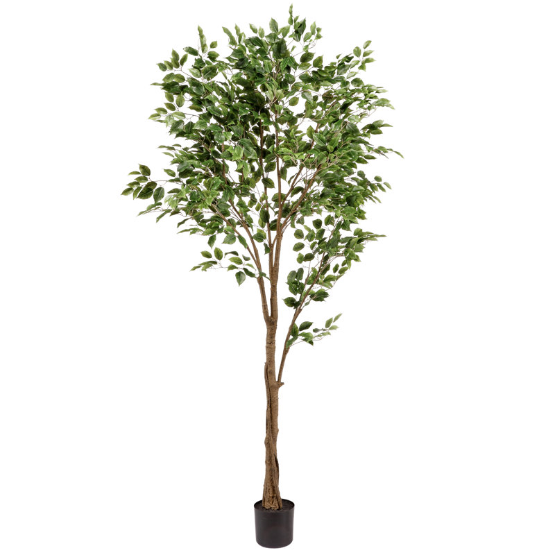 Ficus 84 po en pot
