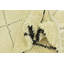 Tapis ivoire Iraheta
