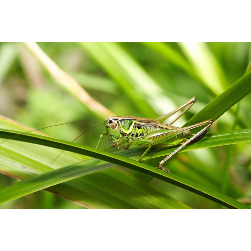 Grasshopper Metriopetera Roeselii - Wrapped Canvas Print, 61cm H x 91cm W x 3.8cm D