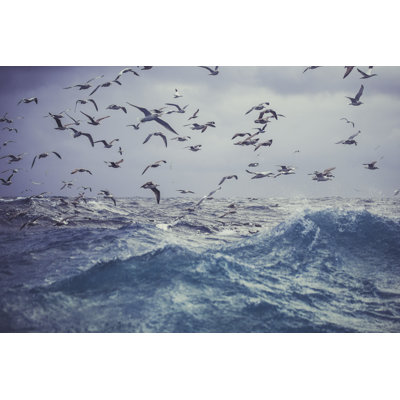 Northern Gannet Bird by Piola666 - No Frame Art Prints on Canvas