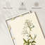 Phlox Divaricata-132989020