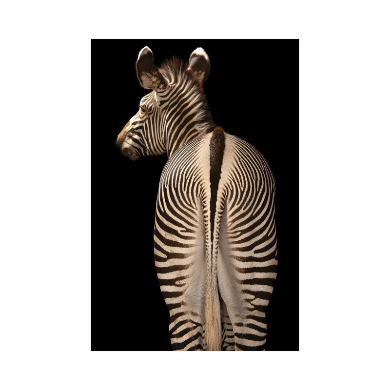 Grevy's Zebra At The Lee G Simmons Conservation Park And Wildlife Safari Near Ashland, Nebraska by Joel Sartore - Gallery-Wrapped Canvas Giclée on Canvas
