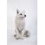 Figurine de renard assis-120612155