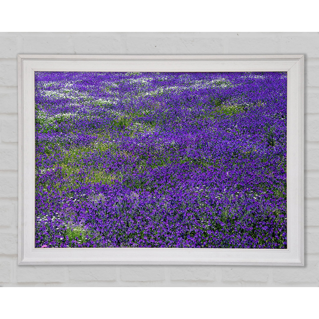 Gerahmtes Leinwandbild Field Of Purple Flowers