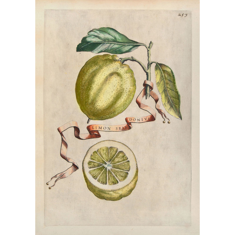 Baroque - Citrons, H 24 po x l 17 po