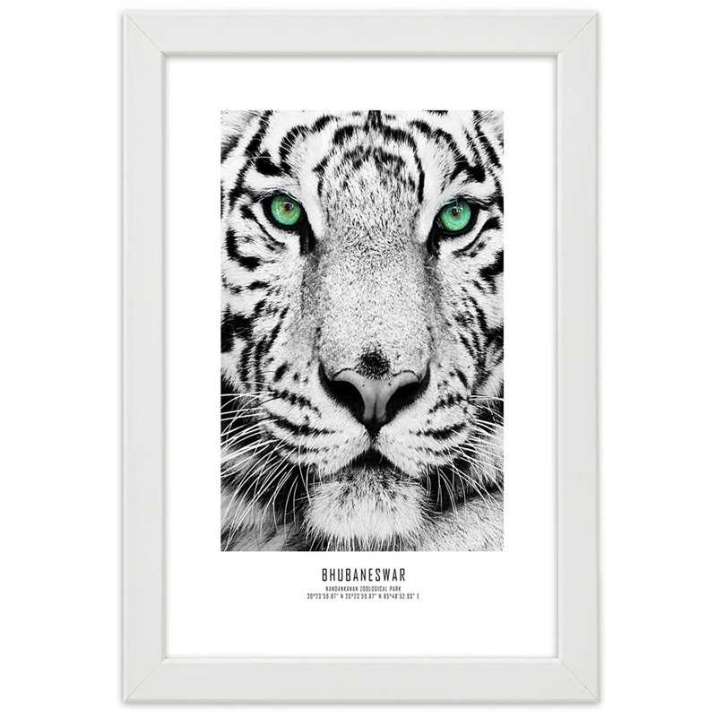 African Tigers - Single Picture Frame Print, 90cm H x 60cm W, White