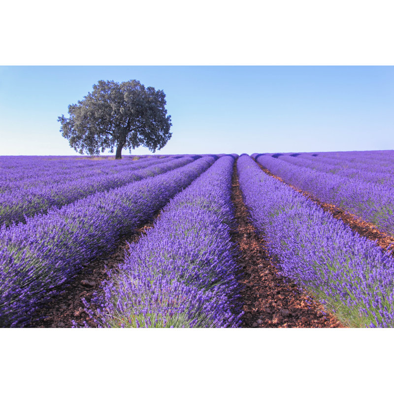 Lavender Fields by Tra_fi_k - Wrapped Canvas Print, 30cm H x 46cm W
