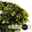 Couronne de verdure de porte d'entrée-63658157-128837937-136073439