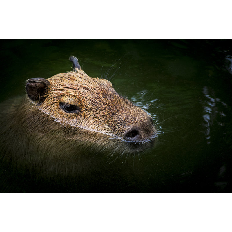 Capybara In Water - Wrapped Canvas Print, 51cm H x 76cm W x 3.8cm D