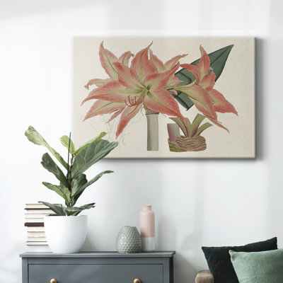 Amaryllis Varietals III-Gallery Wrapped Canvas