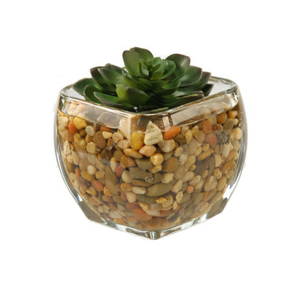 Cube en verre echeveria