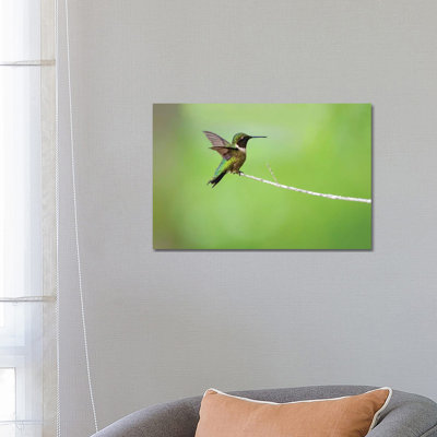 Colibri à gorge rubis mâle débarqué par Larry Ditto - reproduction de photo