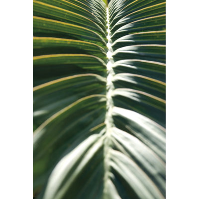 Palm Detail II 1 Piece Wrapped Canvas Wall Art
