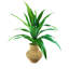 Urne en panier 36 po Dracaena