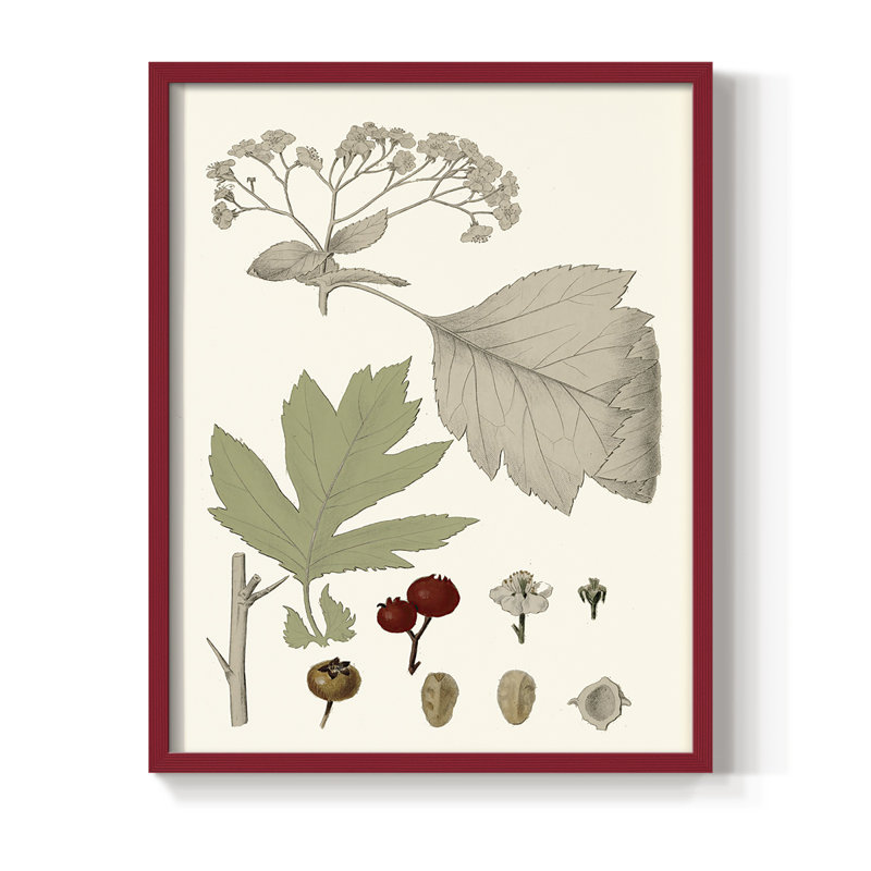 Feuilles et baies II, reproduction encadrée - bois massif, H 30 po x l 24 po, Rouge
