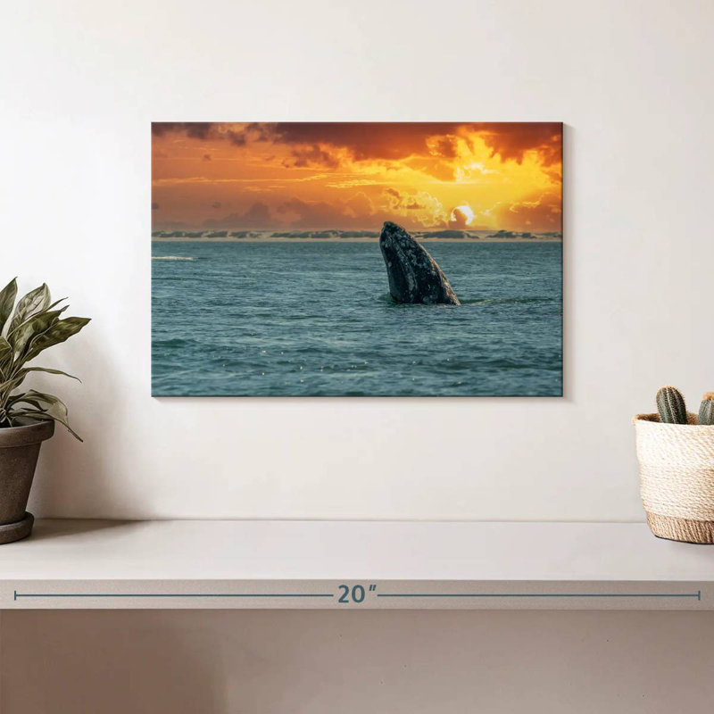 Baleine grise Brampt, H 8 po x l 12 po