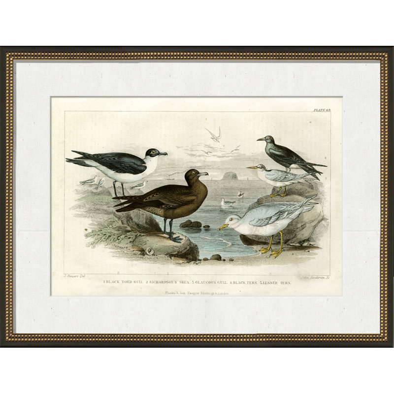 Black Toed Gull Print