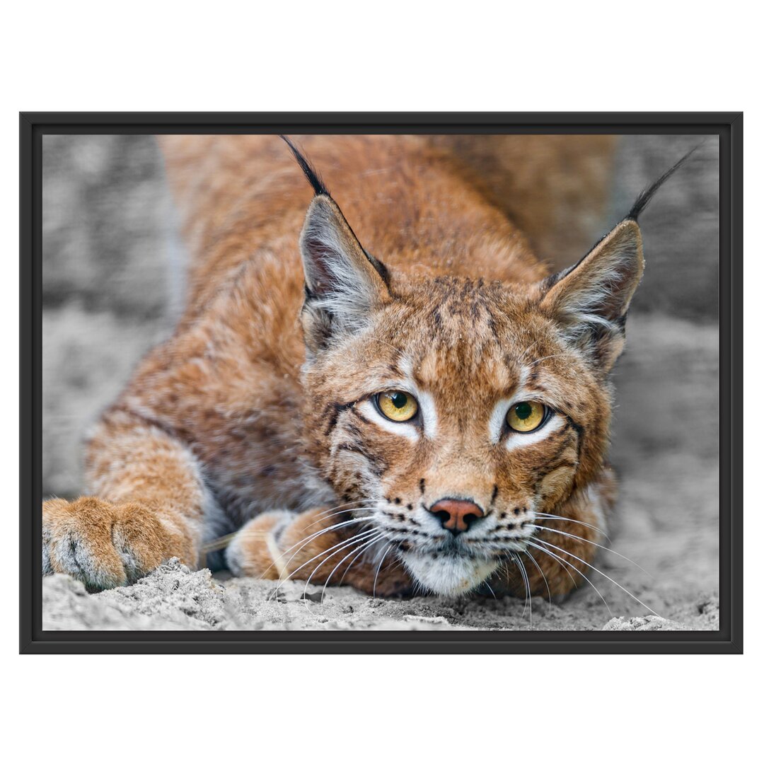 Gerahmtes Wandbild großer wachsamer Luchs