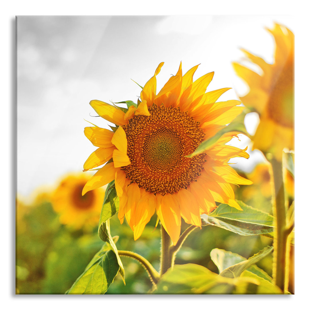 Glasbild Nahaufnahme einer Sonnenblume Graphic Art Print auf Leinwand