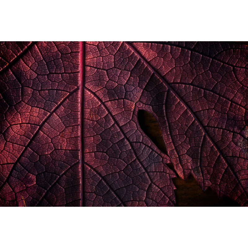 Wrapped Canvas Print, 50.8cm H x 76.2cm W