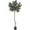 Fiddle Leaf Fig Tree