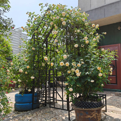 Metal Garden Arch with Gate W58.07*H97.24 Climbing Plants Support Rose Arch Outdoor Black