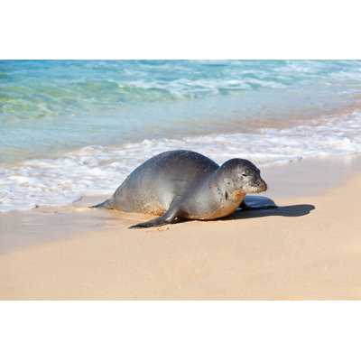 Hawaiian Monk Seal by YinYang - No Frame Art Prints on Canvas