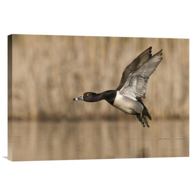 " Ring-Necked Duck Male Flying "