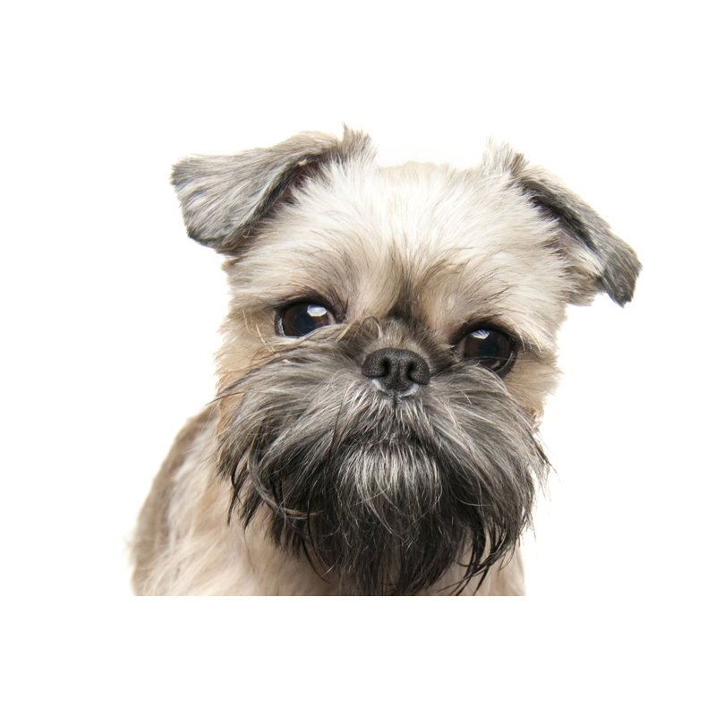 Brussels Griffon - Wrapped Canvas Print