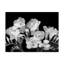 «Freesia Iii Black and White» par Dosta, impression sur toile tendue-29226913