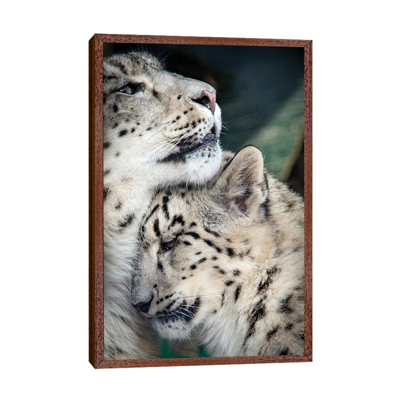 Snow Leopard Mother And Cab by Nik Rave - Print on Canvas, 66.04cm H x 45.72cm W x 3.81cm D, Classic Brown Wood Framed