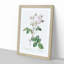 Cabbage Rose in Pale Pink by Pierre-Joseph Redoute - Picture Frame Art Print-55512680-55512681
