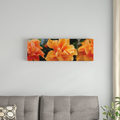 " Close-Up Of Hibiscus Flowers " by Panoramic Images