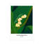 Art sur toile «Roulol Incado Silly Lilly»-105644717