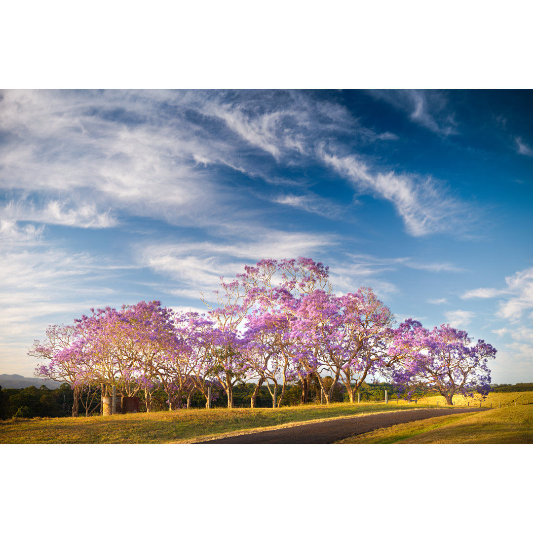 Jacaranda-Bäume in Blüte von Turnervisual - Leinwandbild