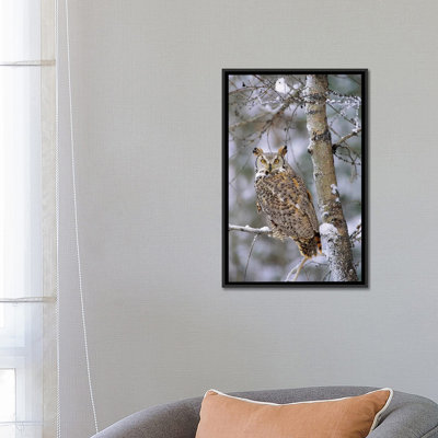 " Great Horned Owl, Pale Form, Perching In A Snow-Covered Tree, British Columbia, Canada " Color Photography