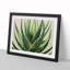Angelical Aloe Vera Plant - Framed Print-65429980-65429983