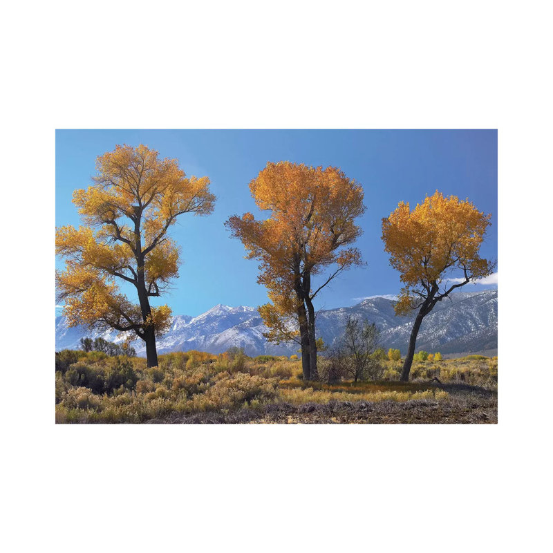 Cottonwood Trees, Fall Foliage, Carson Valley, Nevada I by Tim Fitzharris - Wrapped Canvas Print