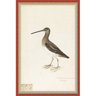 18ème siècle Bird Re-Strikes VI - peinture à cadre unique