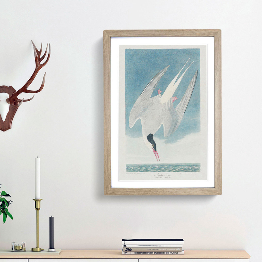 Arctic Tern by John Audubon - Single Picture Frame Painting