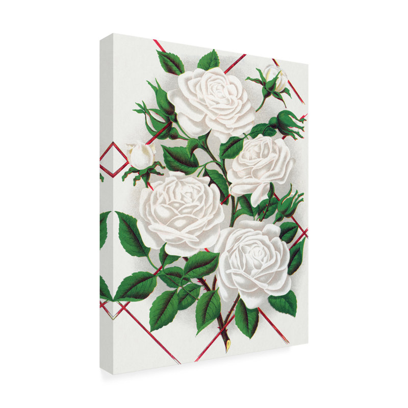 Reproduction d'art botanique sur toile "Rose botanique", Baltimore Belle, H 19 po x l 14 po