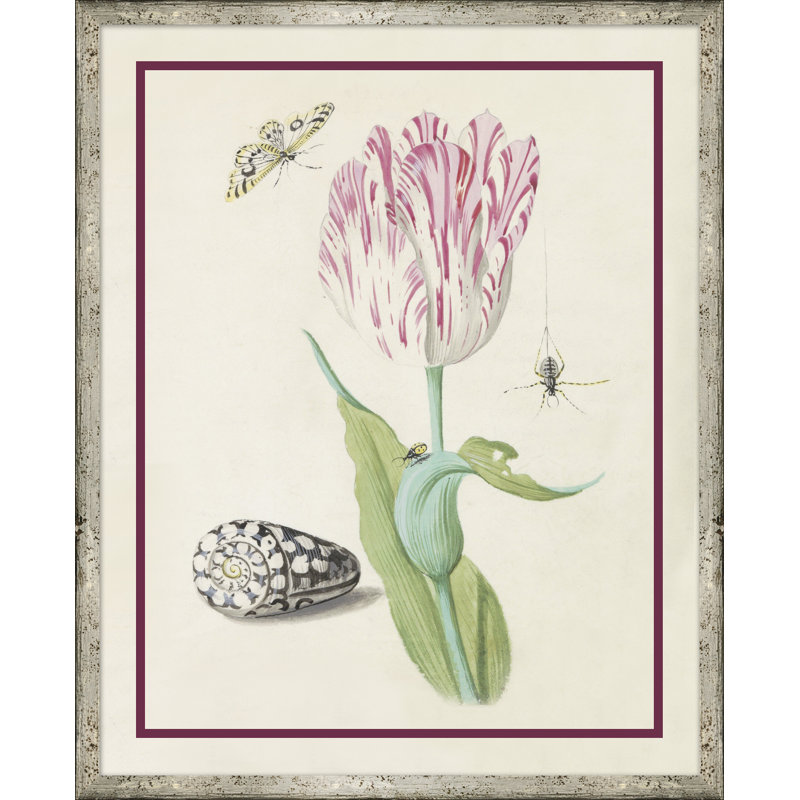 Flower, Seashell And Insect III Giclee Print